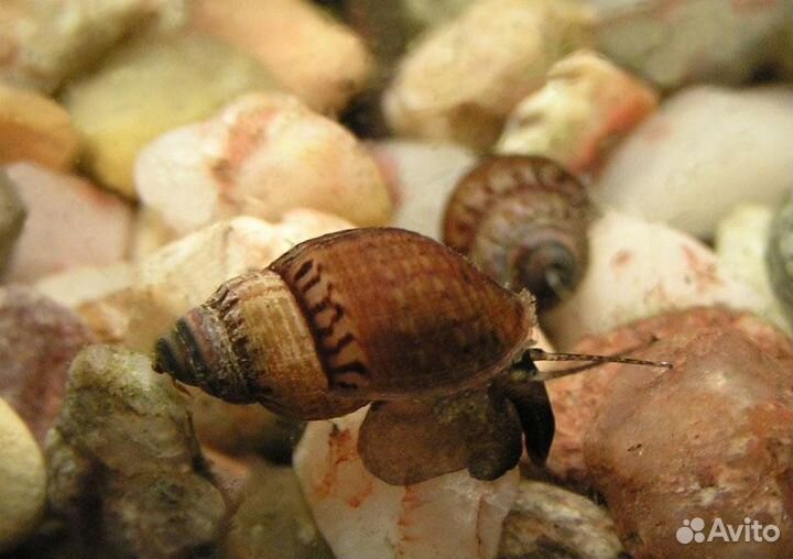 Улитки Мелании