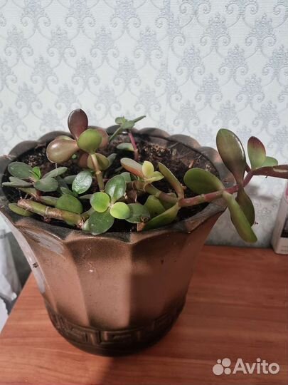 Денежное дерево