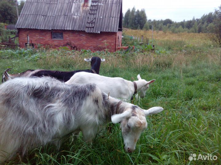 Козье молоко