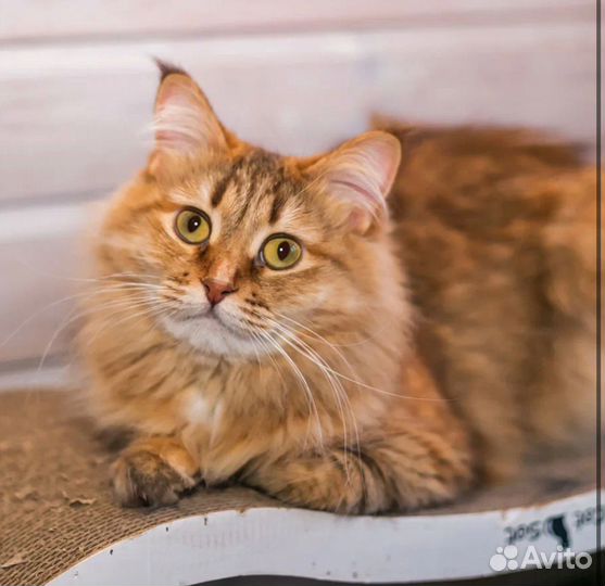 Кошка-Любовь Рыся ждет свою маму