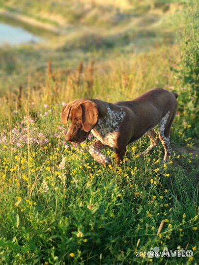 Случка собак