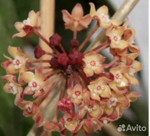 Комнатные цветы