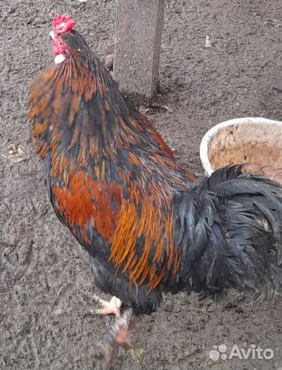 Молодые петухи