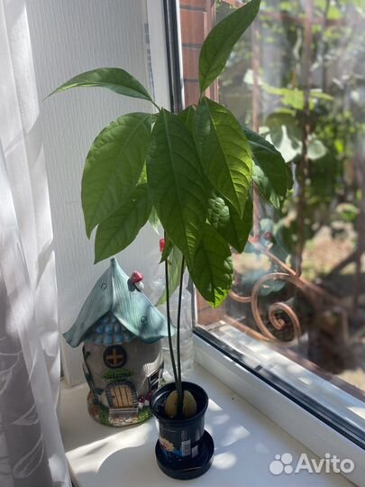 Авокадо дерево