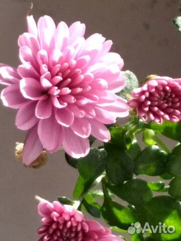 Хризантема мультифлора розово-пурпурная купить в Красноярске | Товары ...