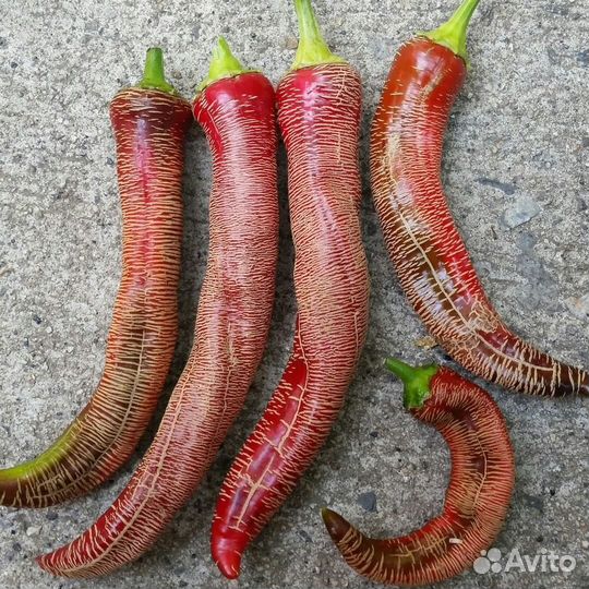 Коллекционные семена перца Capsicum annuum