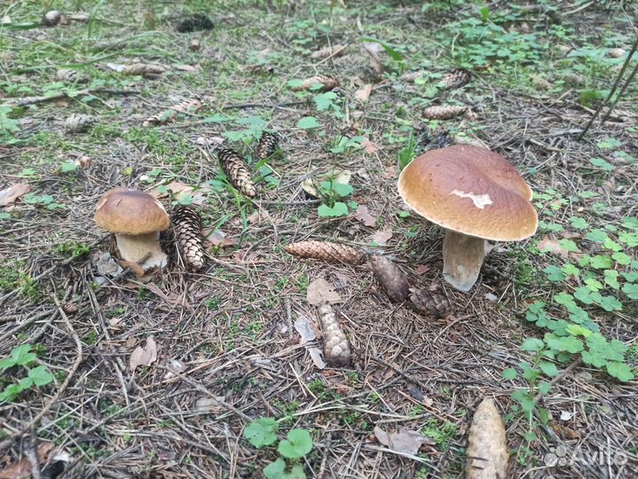 Поход в лес по грибы