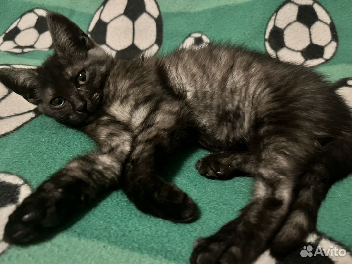 Отдам котенка в добрые руки