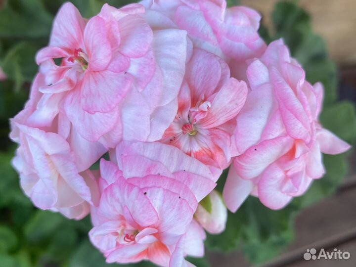 Пеларгония герань срезки,взрослые кусты
