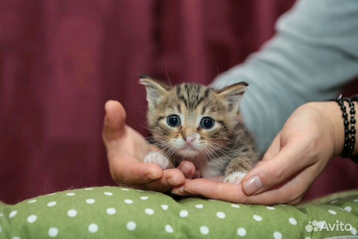 Котенок в добрые руки