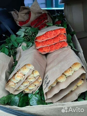 Розы свежие красивые 