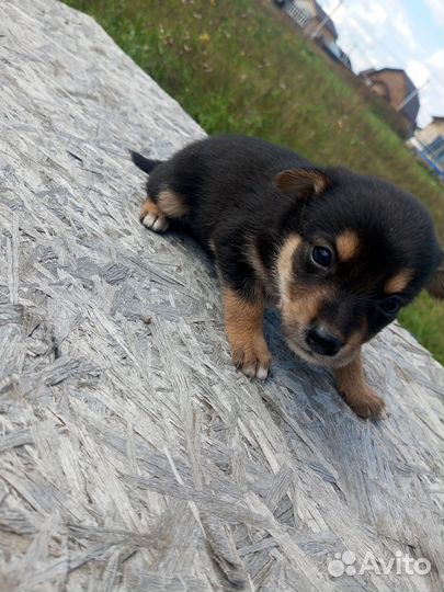 Щенки дворняжки