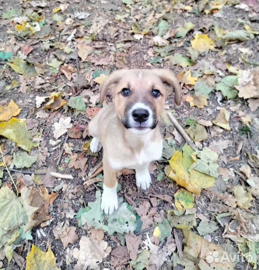 Щенок в добрые руки