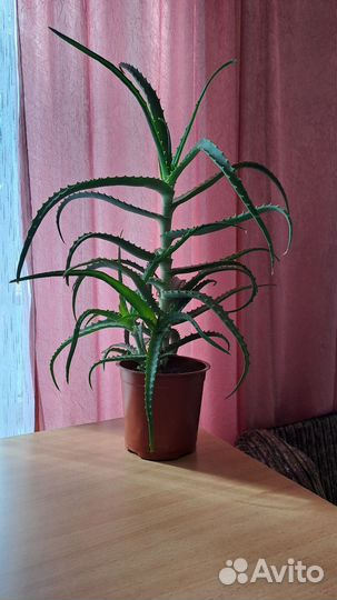 Алоэ вера лечебный