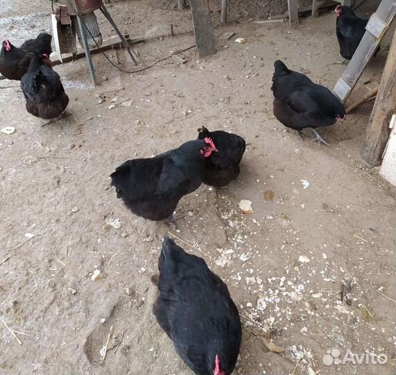 Инкубационное яйцо джерсийский гигант поместное