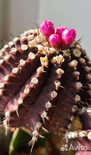 Кактус гимнокалициум Михановича вариегатный