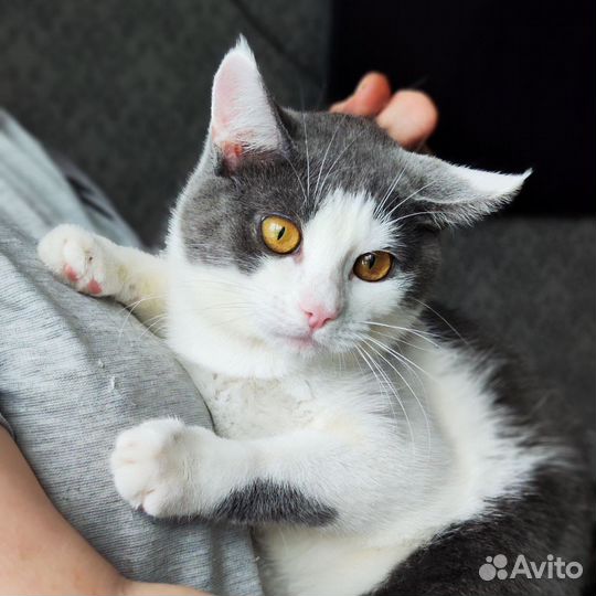 В добрые руки