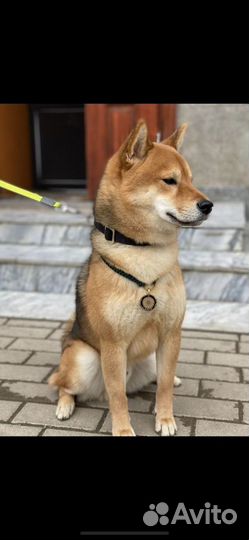 Кобель Сиба-ину для вязки