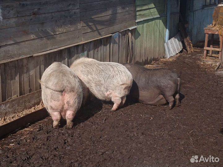 Поросята вьетнамские вислобрюхие