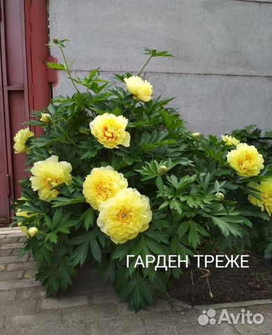 Пионы саженцы