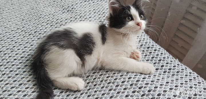 Котики в добрые руки