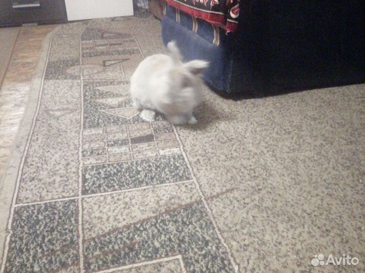 Вязка кролик