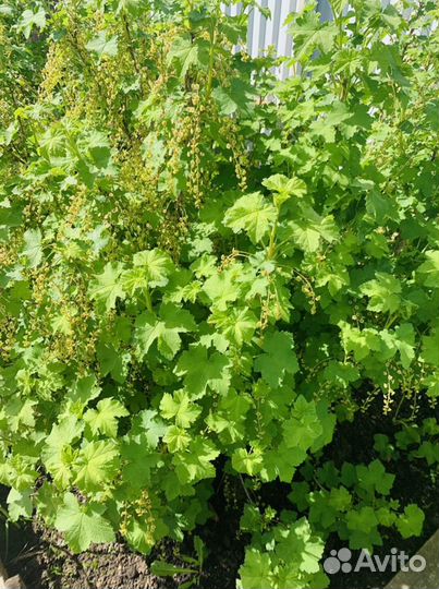 Красная смородина саженцы