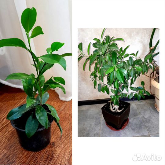 Фикус бенджамина