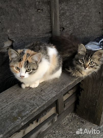 Кошки в добрые руки