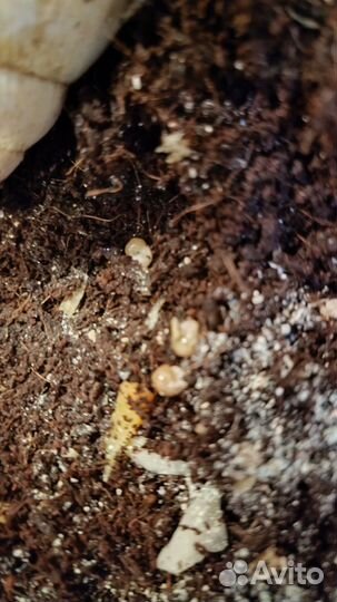 Улитка ахатина с детками