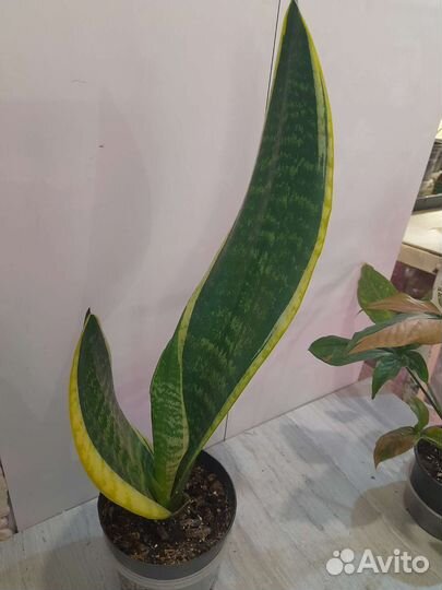 Аглаонема и др.комнатные растения