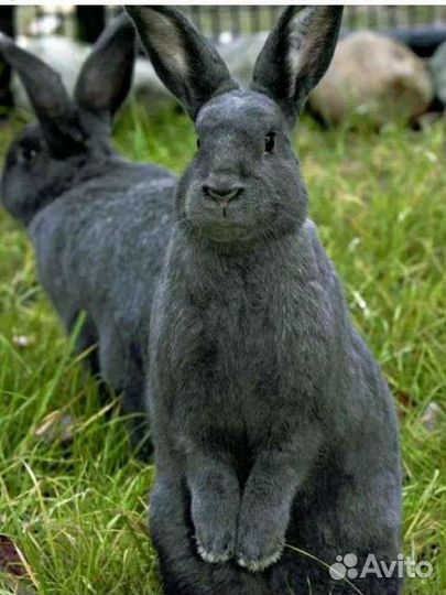 Кролики мясных пород
