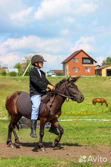 Пони жеребец обмен пони кобылка продажа