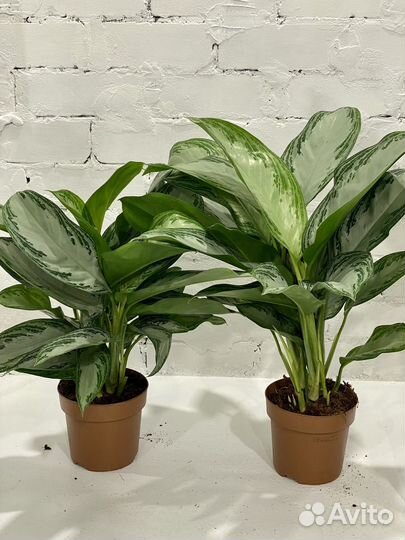 Аглаонема Сильвер Бей 50 см