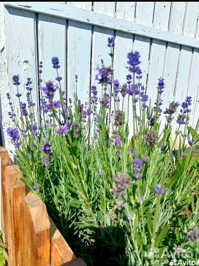 Настоящая Лаванда