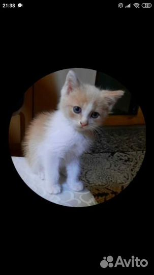 Котята в дар