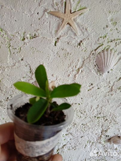 Комнатные и садовые цветы в Пскове