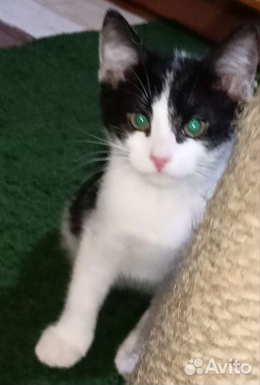 Котенок - метис, девочка