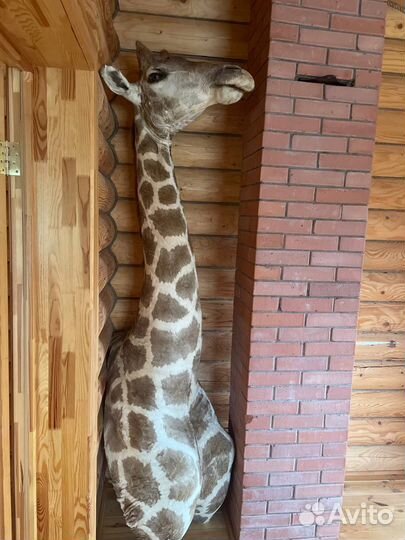 Чучела животных