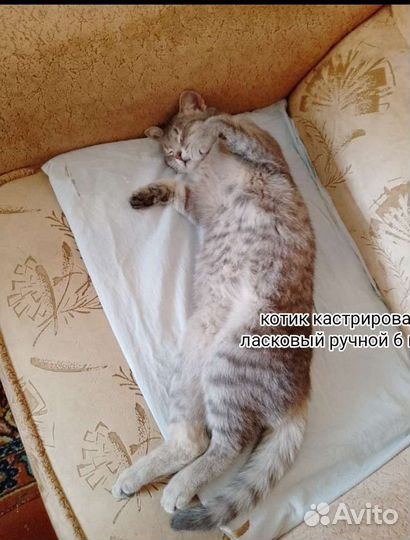 Котик 8 мес