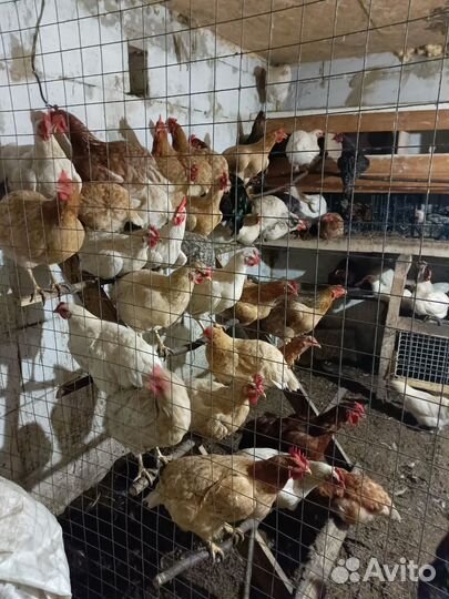 Домашние куриные яйца на еду, доставка бесплатно