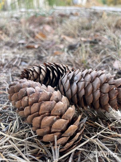 Шишки для поделок