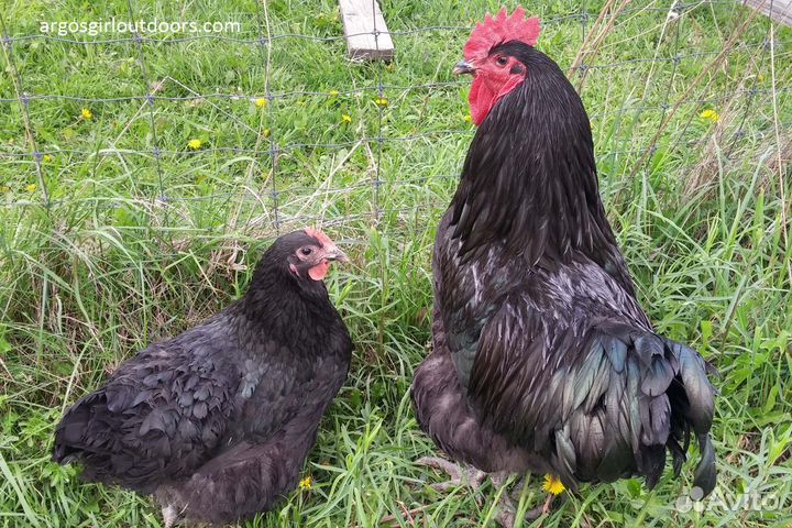 Инкубационное яйцо кур Джерсийский гигант