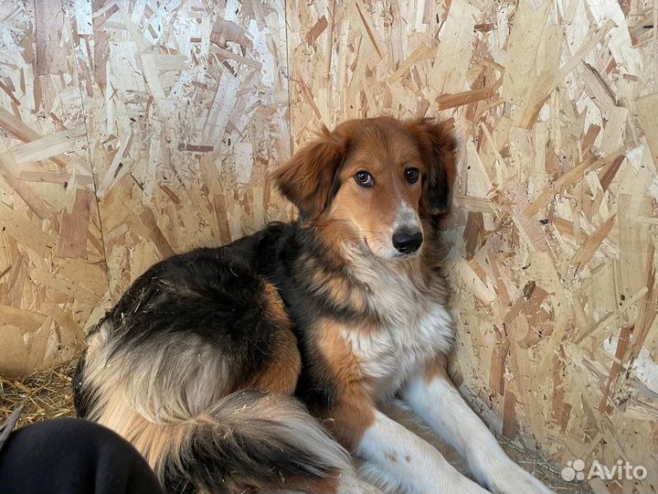 Собаки из приюта Некрасовка