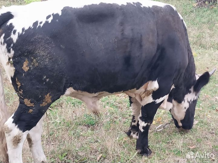 Бычки и быки на мясо