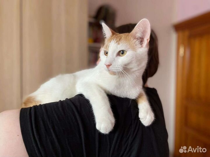 Замечательный Симба