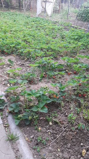 Дом 107 м² на участке 13,5 сот.