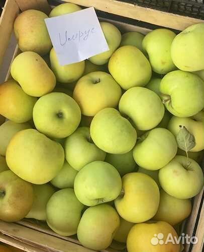 Саженцы яблонь, 3х летки зкс