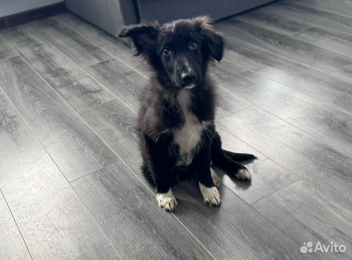 Метис бордер колли 4 мес