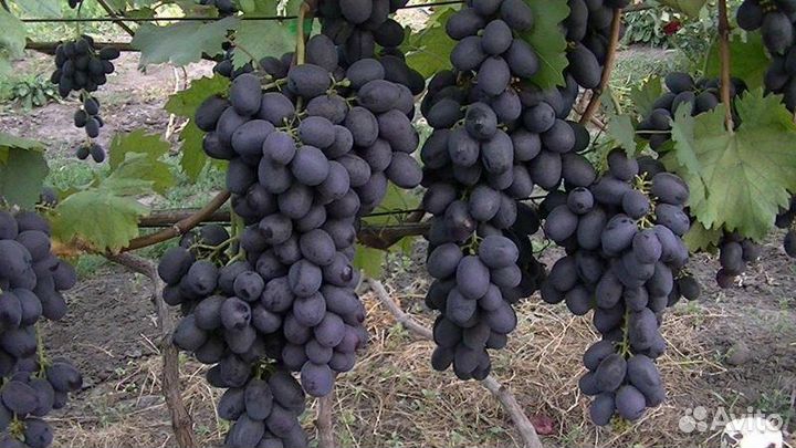 Саженцы винограда